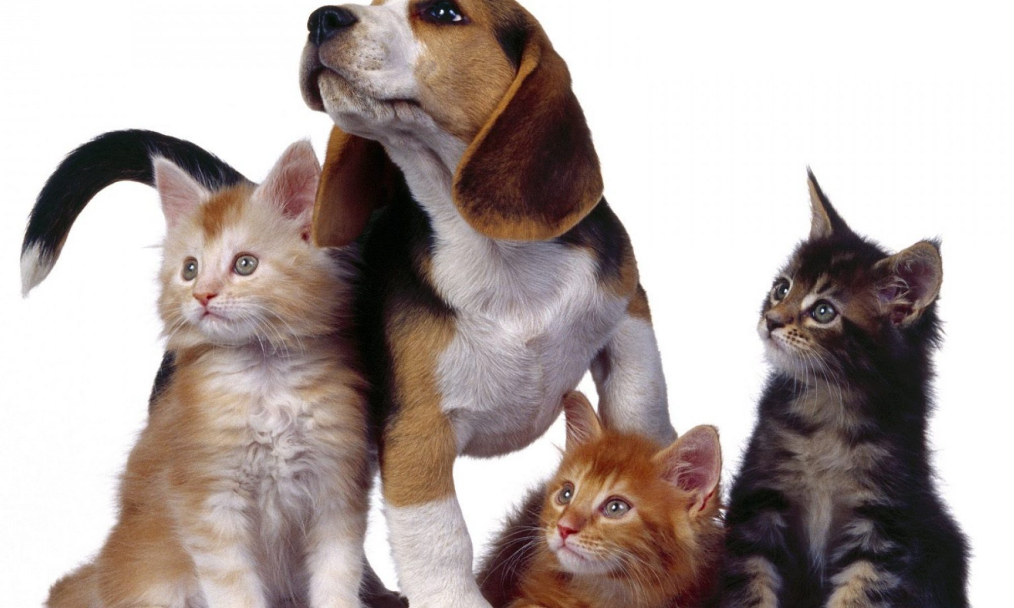 Изображение кошки и собаки